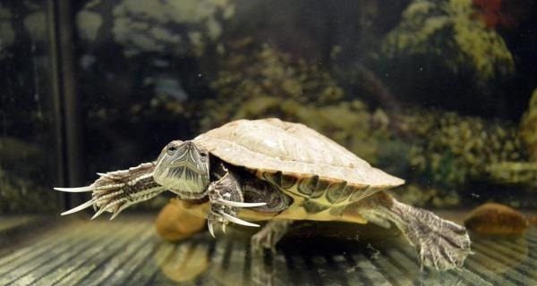 Infectious Diseases In Tortoises