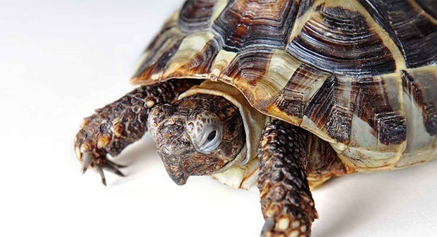 Symptoms of Sick Tortoises