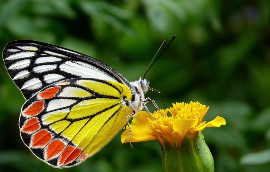 a butterfly sipping through the nectar of a yellow flower