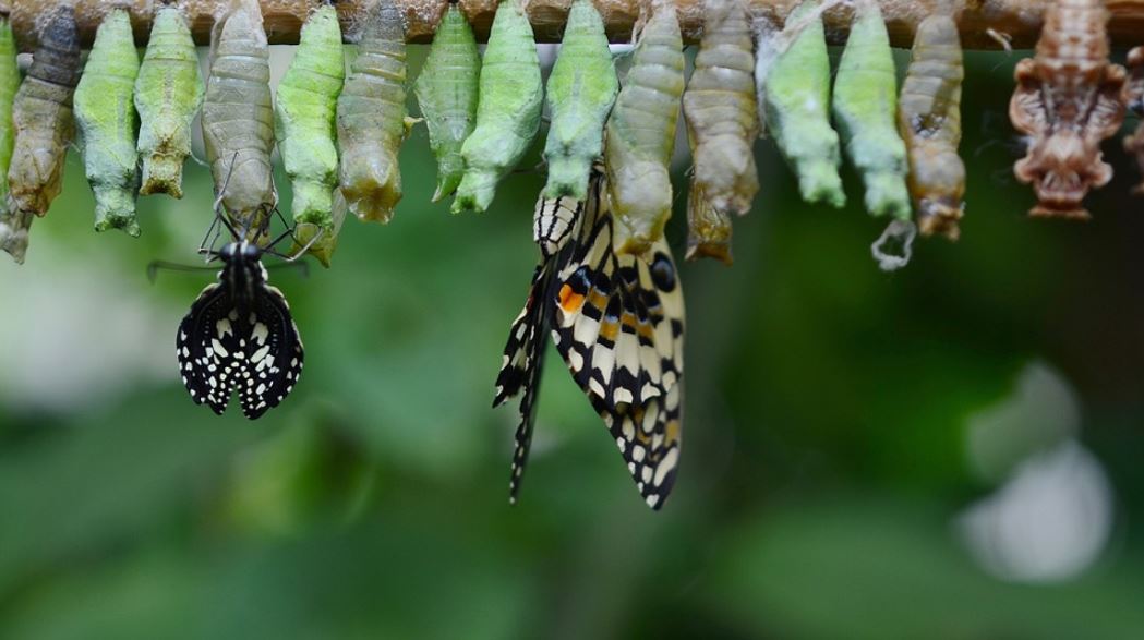 butterfly coming out of its cocoon
