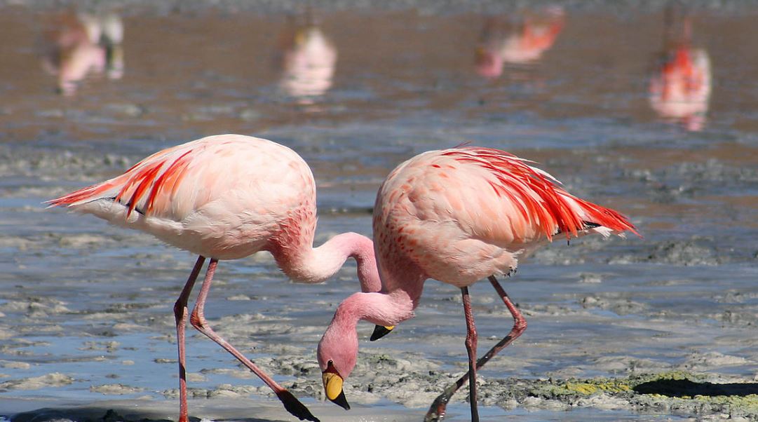 Flamingos Laguna Colorada