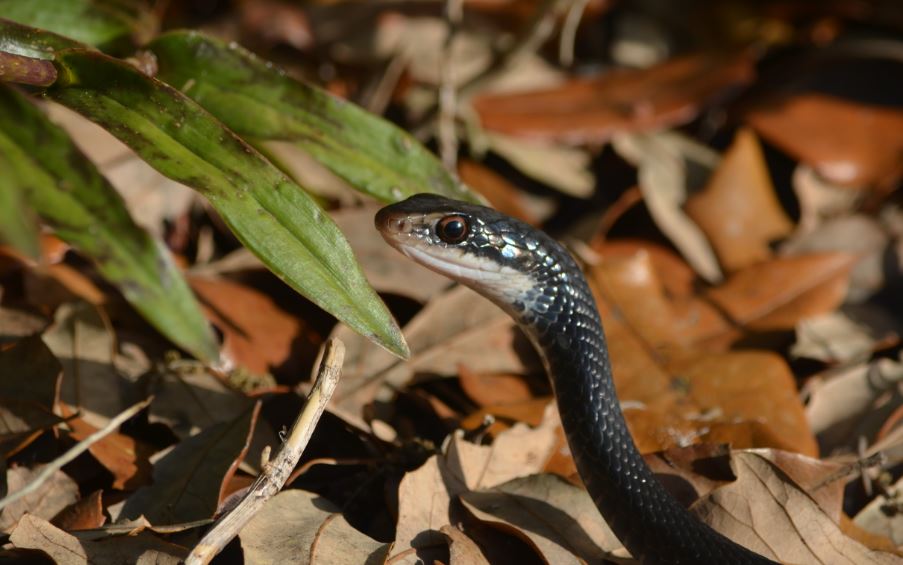 Southern black racer