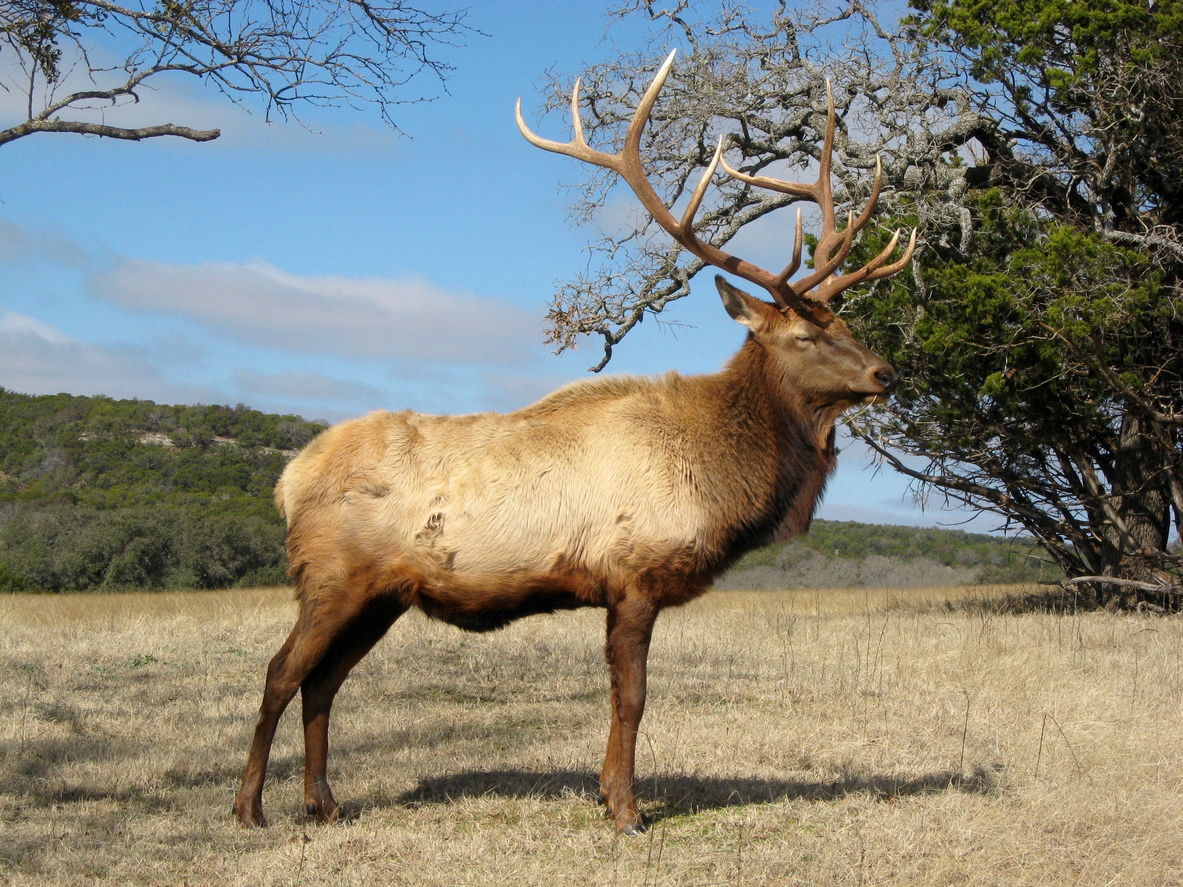 an elk in the Texas Hill Country