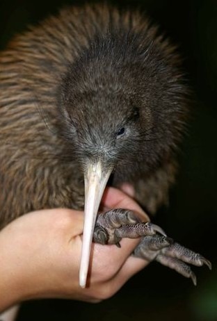 kiwi