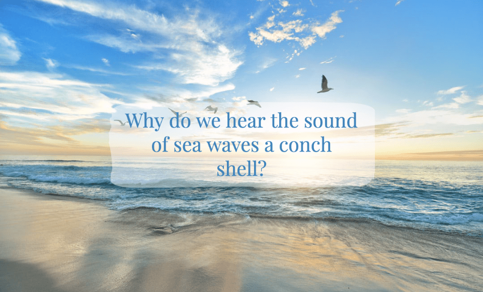 Why do we hear the sound of sea waves on a conch shell? - Here Be Answers