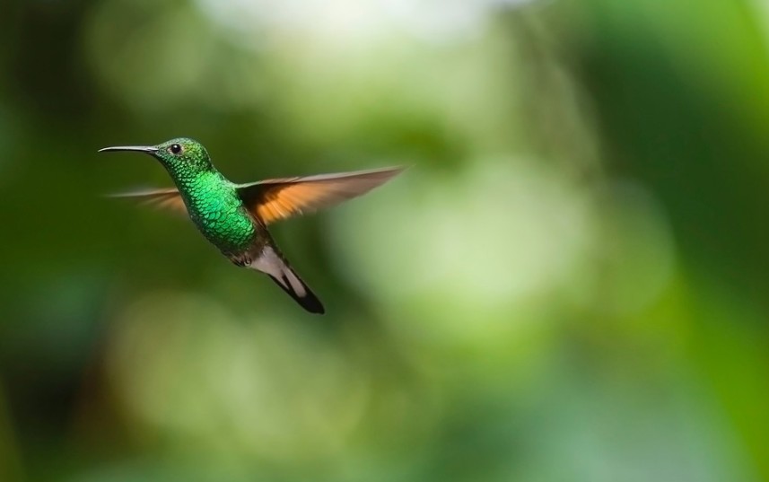 hummingbird-bird-trochilidae-flying