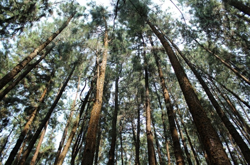 An array of tall trees