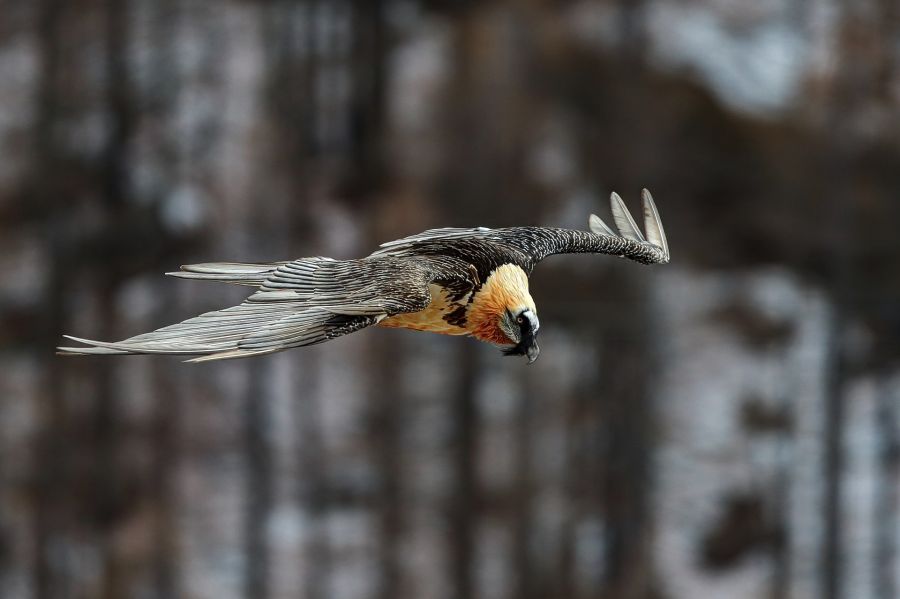 Bearded Vulture