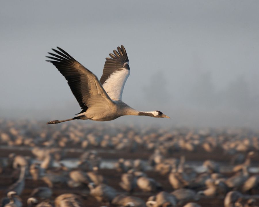 Common Crane
