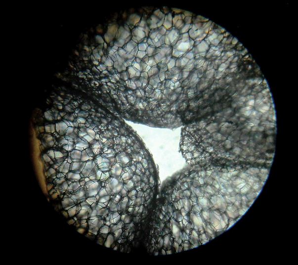 Microscopic_Section_of_Thermocol_block
