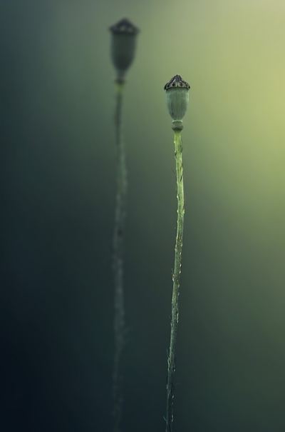 flower-nature-plant-flowering-stems