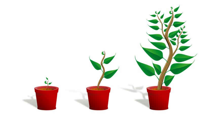 sapling-plant-growing-seedling