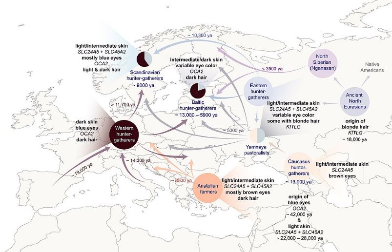 History of human pigmentation in Europe
