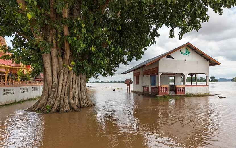 A Peepal tree grown inside waters.