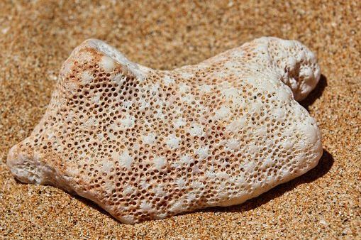 Coral Sand