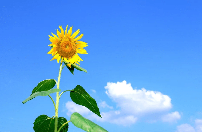 Why Do Mature Flowers Stop Following the Sun’s Movement