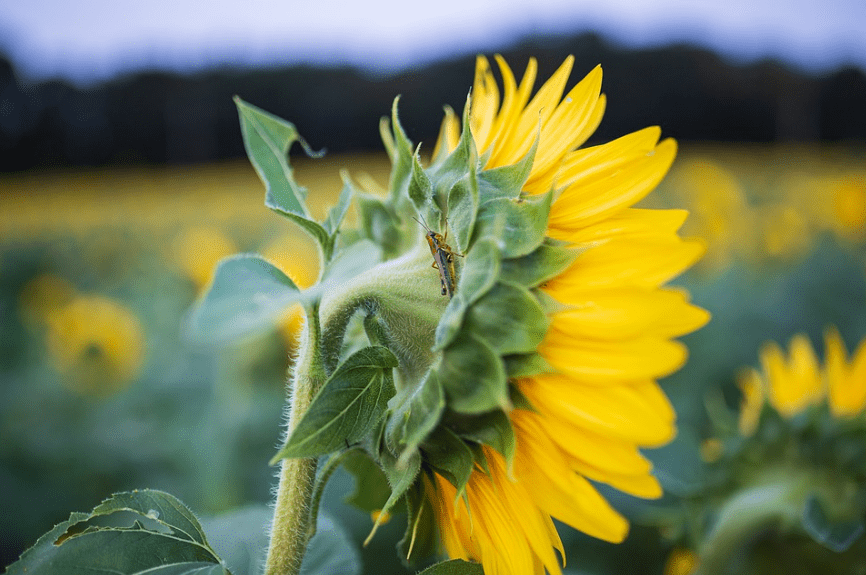sunflowers-fields-cricket-insect