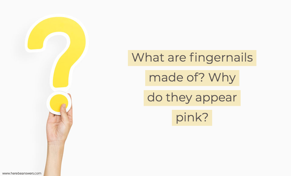 What are fingernails made of? Why do they appear pink?