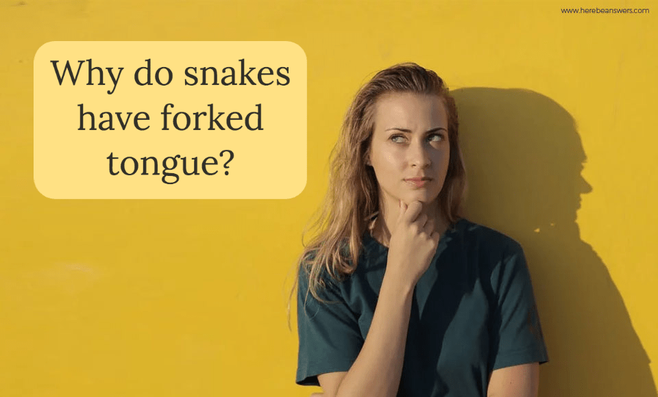 Why do snakes have forked tongue?