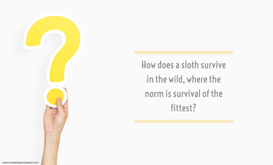 How does a sloth survive in the wild where the norm is survival of the fittest