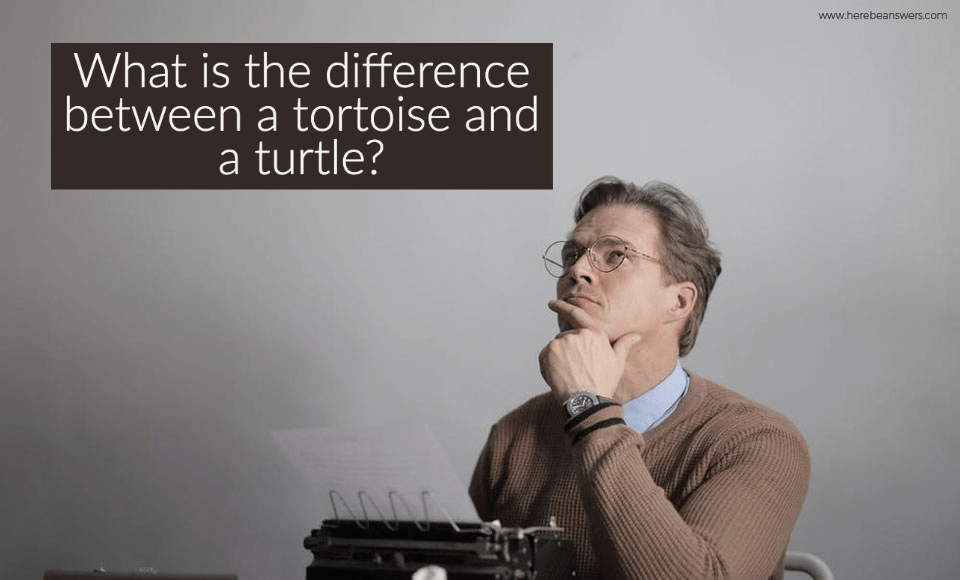 What is the difference between a tortoise and a turtle