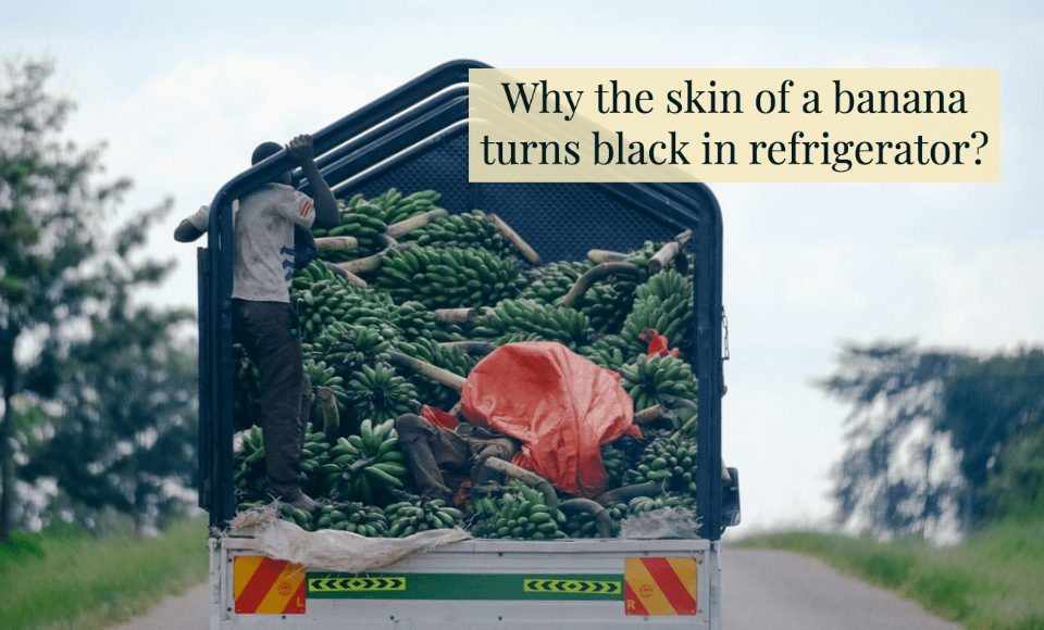 Why the skin of a banana turns black in refrigerator