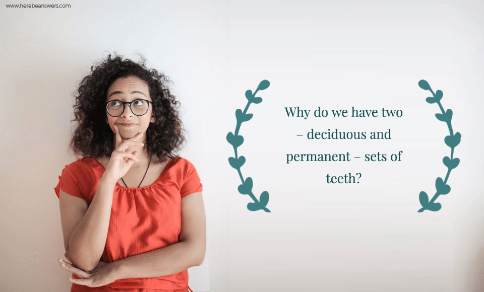 Why do we have two   deciduous and permanent   sets of teeth?