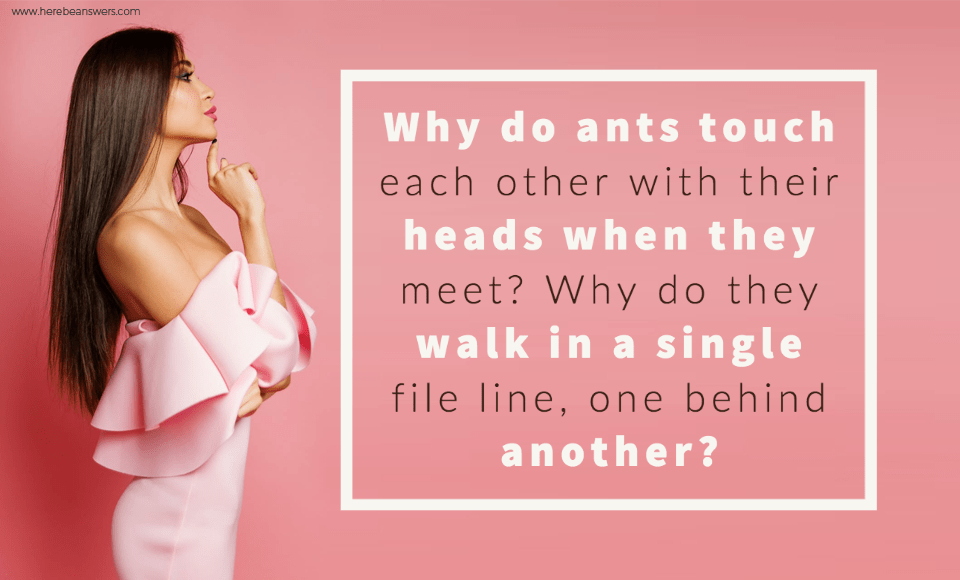 Why do ants touch each other with their heads when they meet Why do they walk in a single file line, one behind another