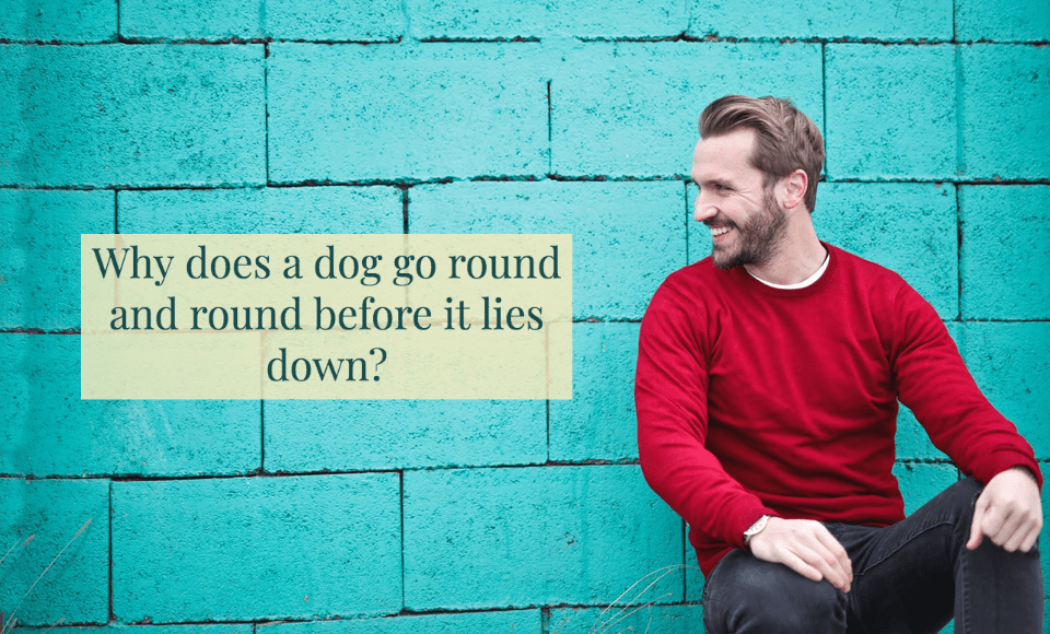 Why does a dog go round and round before it lies down?
