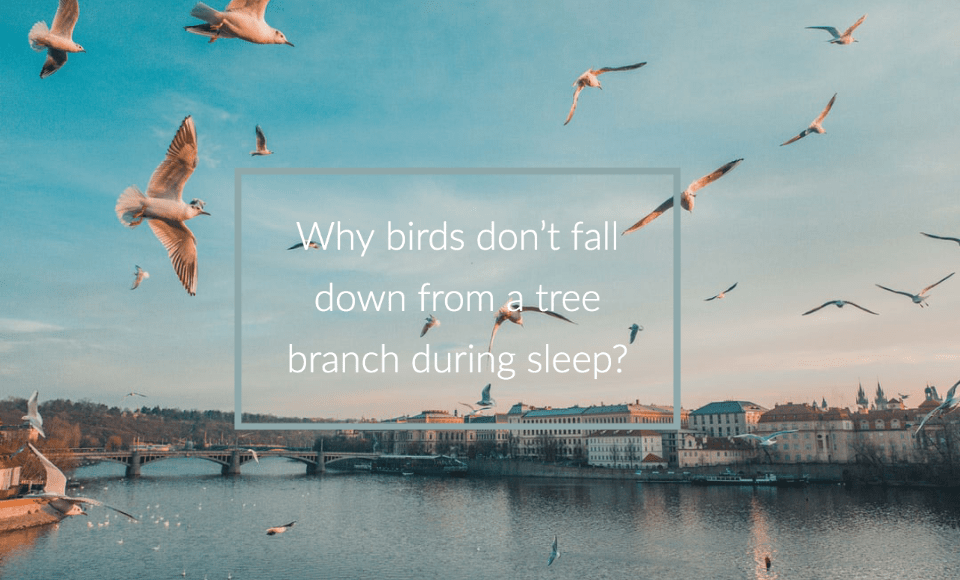 Why birds don’t fall down from a tree branch during sleep