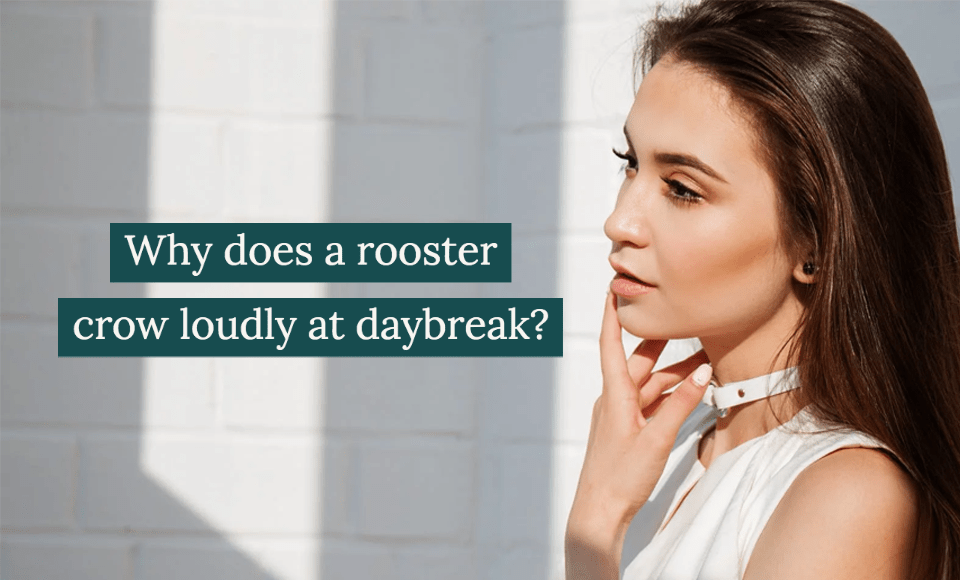 Why does a rooster crow loudly at daybreak