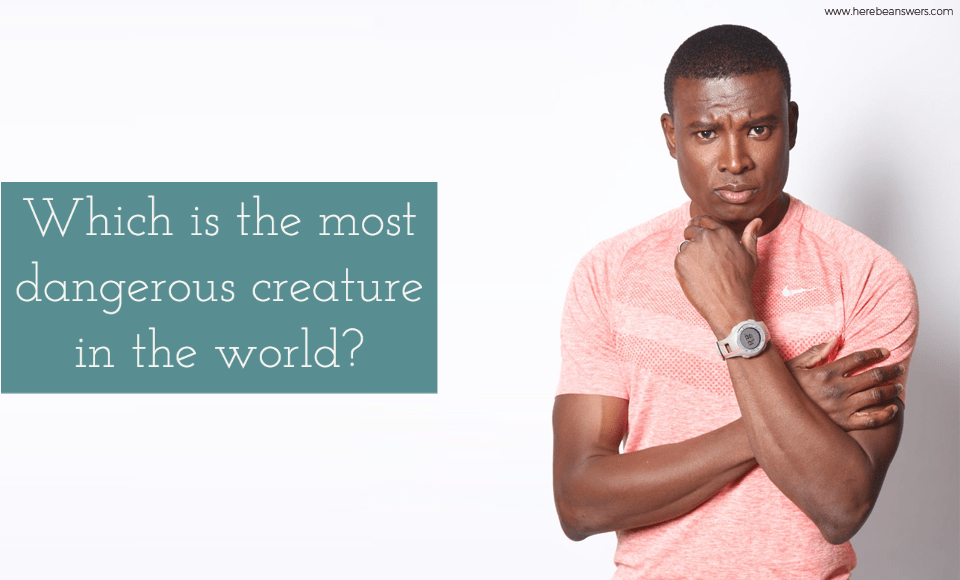 Which is the most dangerous creature in the world?