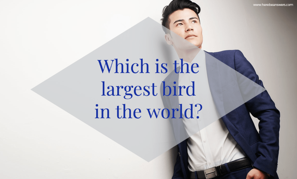 Which is the largest bird in the world?