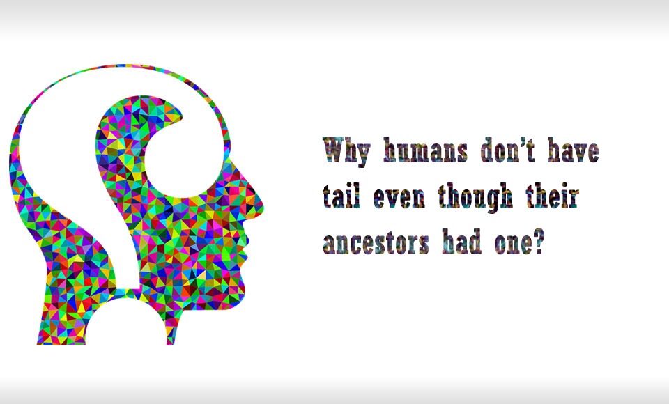 Why humans don’t have tail even though their ancestors had one?