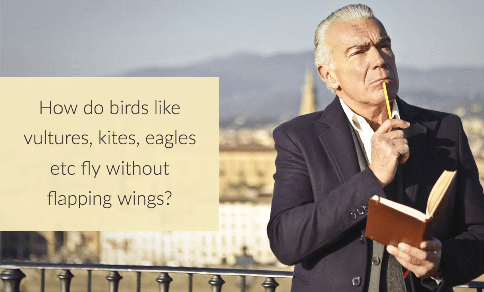How do birds like vultures, kites, eagles etc fly without flapping wings