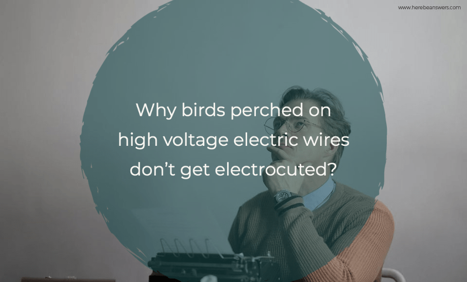 Why birds perched on high voltage electric wire don't get electrocuted