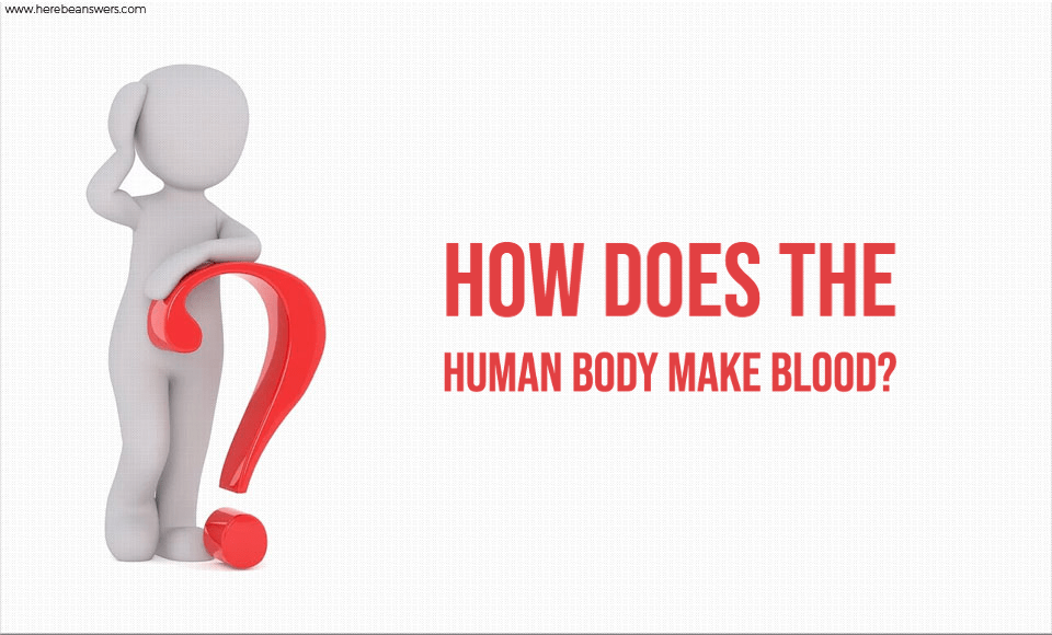 How does the human body make blood
