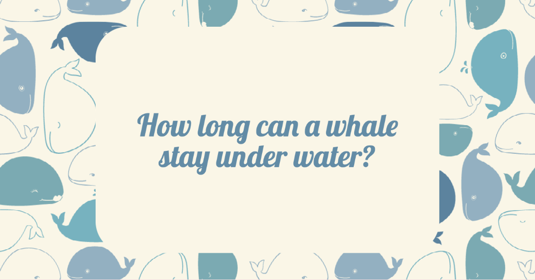 How long can a whale stay under water?