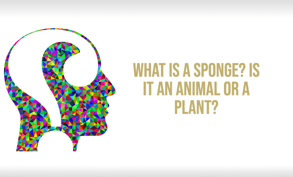 What is a sponge Is it an animal or a plant