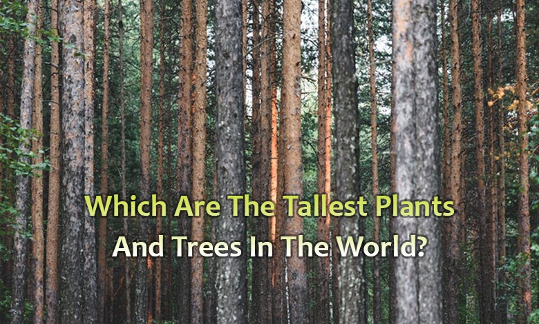 Which Are The Tallest Plants And Trees In The World?