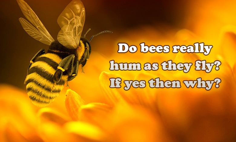 Do bees really hum as they fly? If yes then why?