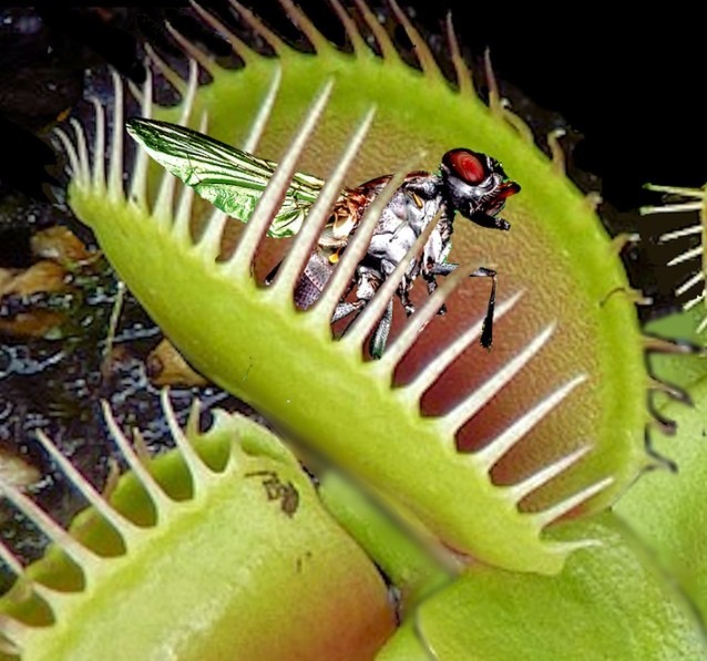 Venus flytrap with a trapped fly