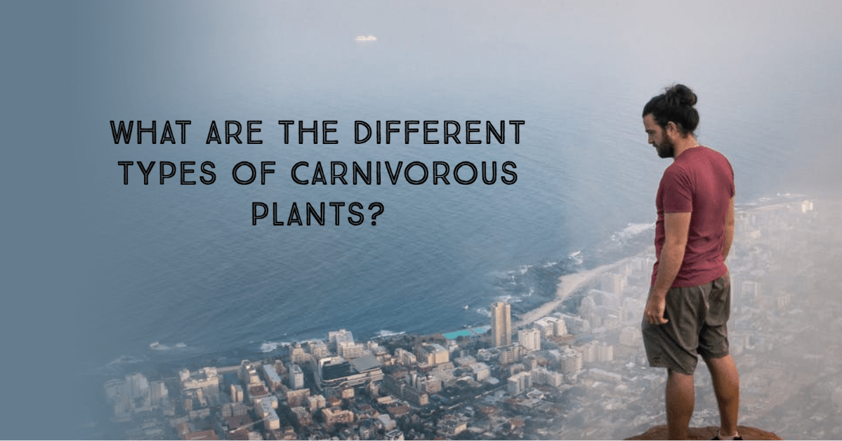 What are the different types of carnivorous plants?