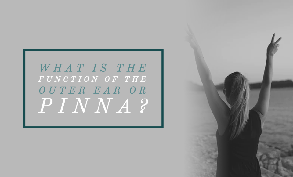 What is the function of the outer ear or pinna?