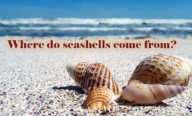 Where do seashells come from?