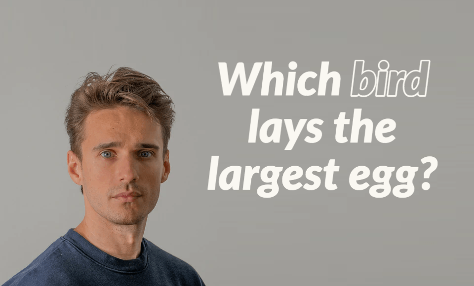 Which bird lays the largest egg