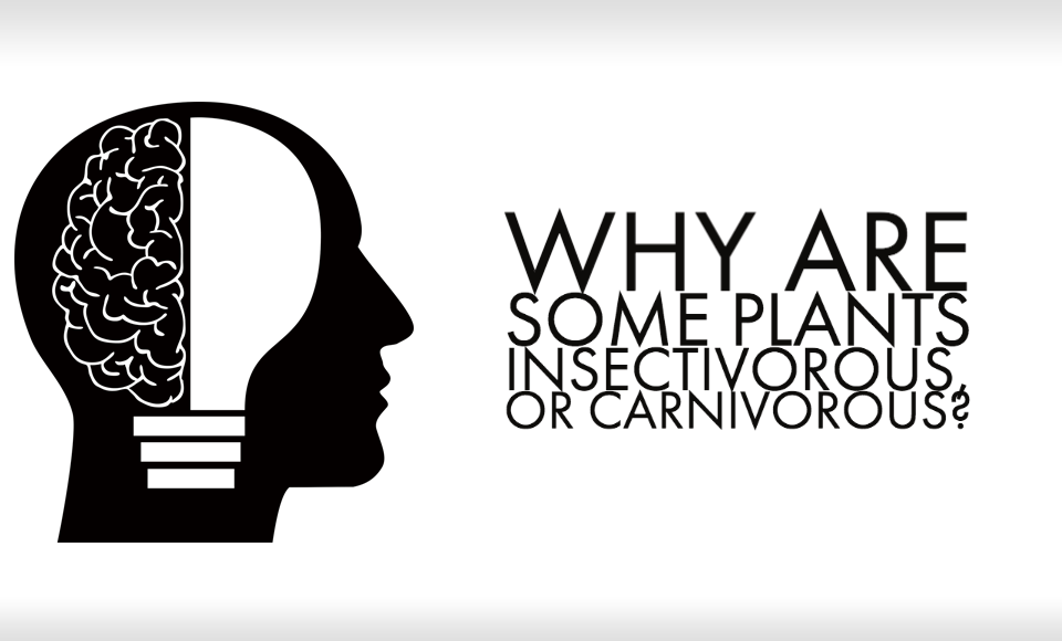 Why are some plants insectivorous or carnivorous?