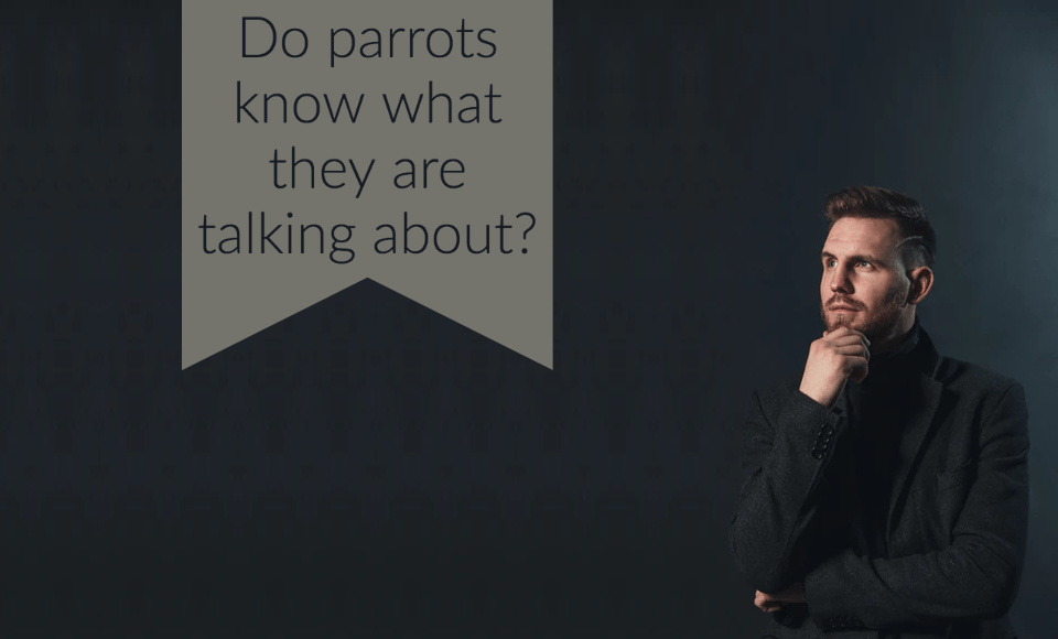 Do parrots know what they are talking about?