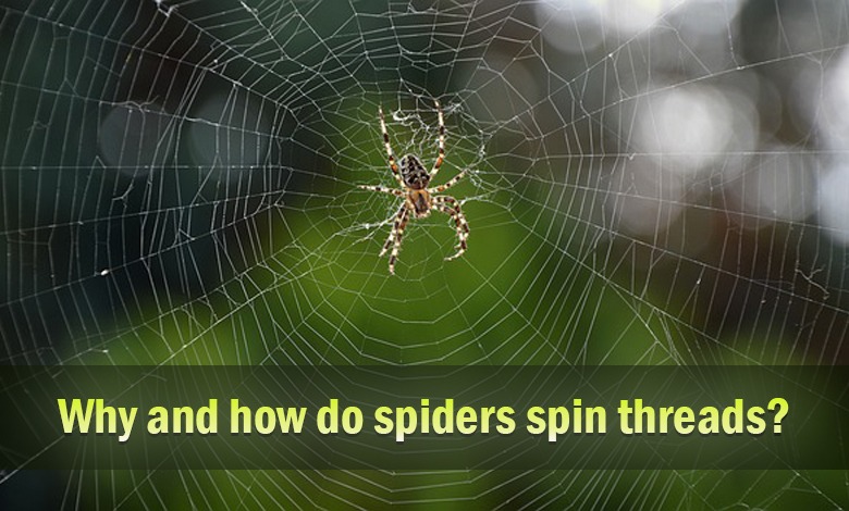 Why and how do spiders spin threads?