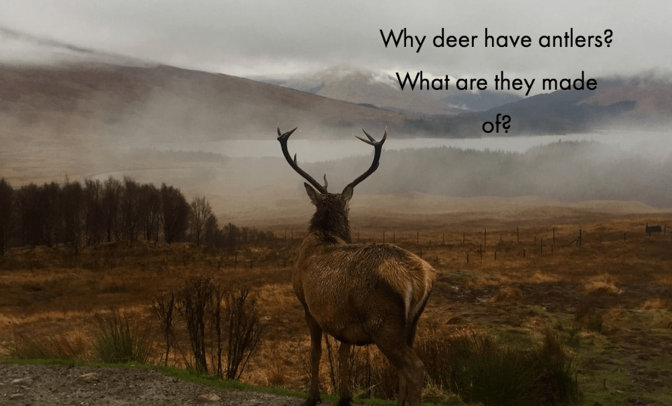 Why deer have antlers What are they made of